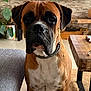 dog, boxer, pet, indoor, living_room, furniture, wood, table, sofa, plant, floor, tile, collar, brown, white, face, ears, eyes, portrait, animal