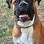 Vaïko participe au concours pour gagner de l'argent avec cette photo : dog, boxer, outdoor, tongue, pet, animal, brown, white, fur, collar, grass, muddy, face, ears, cute, mammal, canine, happy, closeup, expression
