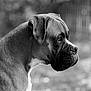 dog, boxer, portrait, profile, black_and_white, animal, pet, fur, outdoor, closeup, muzzle, ears, whiskers, side_view, canine, nature, blurred_background, calm, alert, domestic_animal
