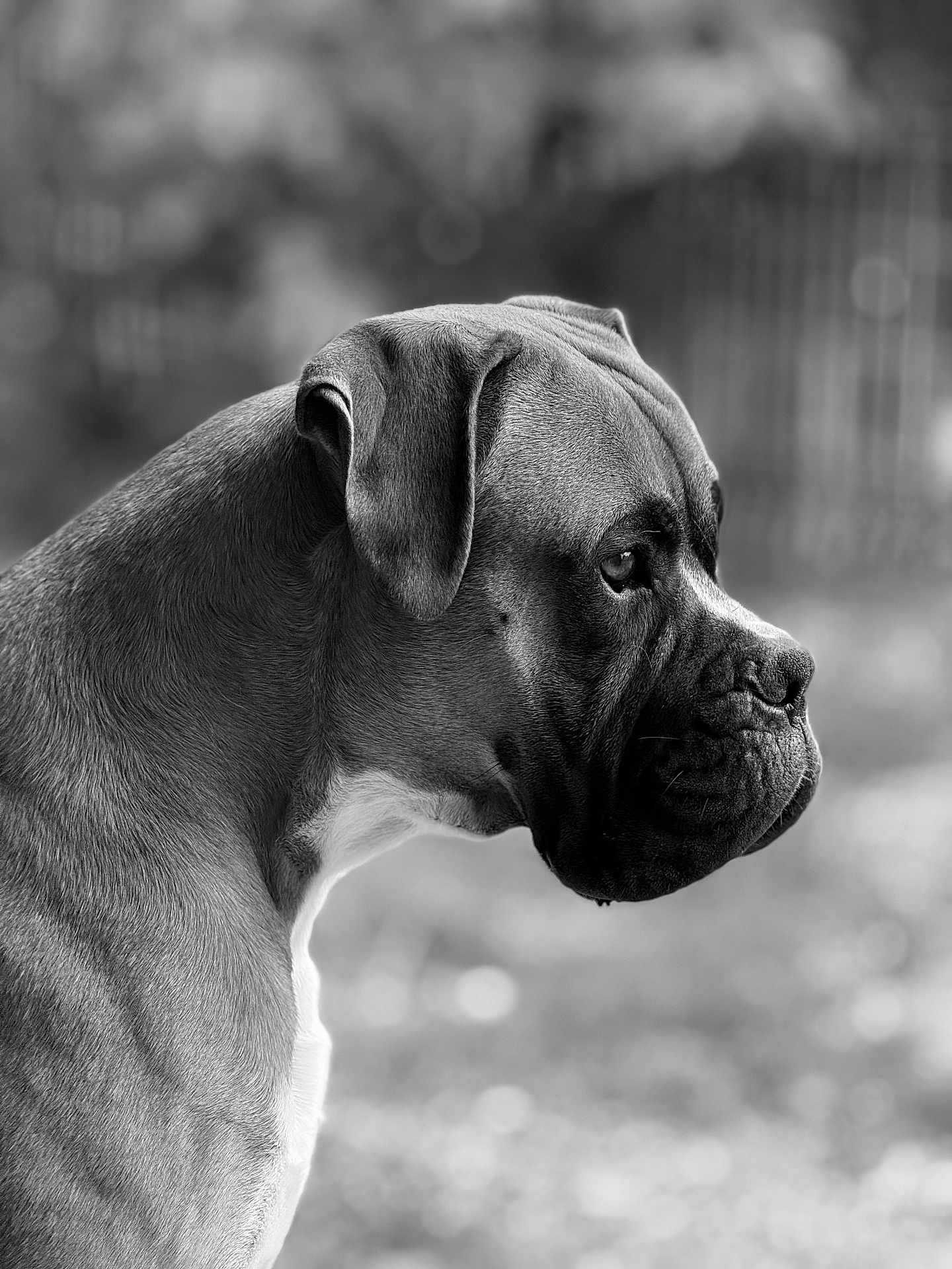 Vaïko participe au concours pour gagner de l'argent avec cette photo : dog, boxer, portrait, profile, black_and_white, animal, pet, fur, outdoor, closeup, muzzle, ears, whiskers, side_view, canine, nature, blurred_background, calm, alert, domestic_animal