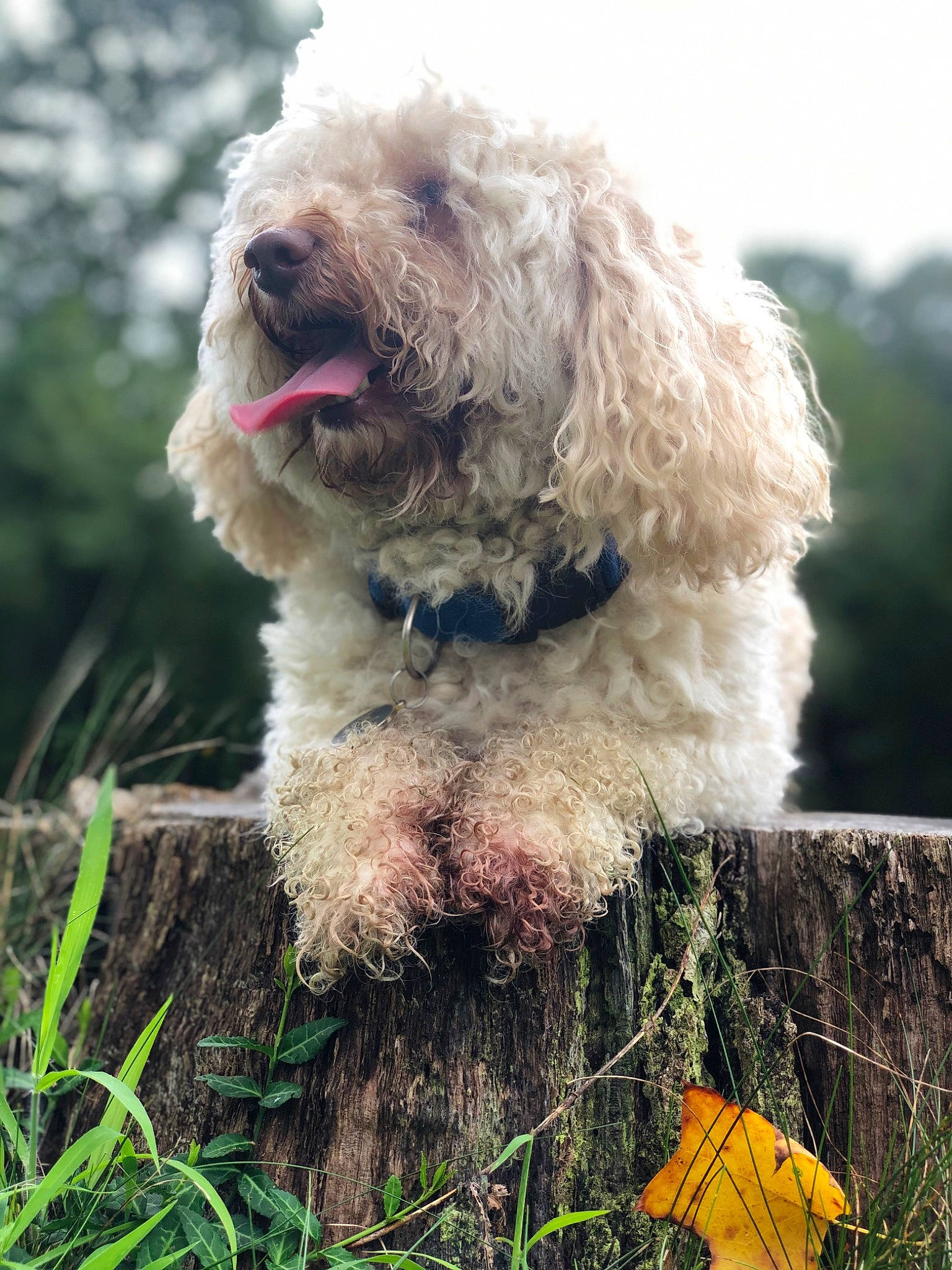 Pongo is registered to the contest to win money with this photo: briquet_griffon_vendeen, canidae, carnivore, companion_dog, dog, dog_breed, grass, grassland, labradoodle, maltepoo, plant, poodle, poodle_crossbreed, small_terrier, snout, sporting_group, terrier, toy_dog, water_dog, working_animal
