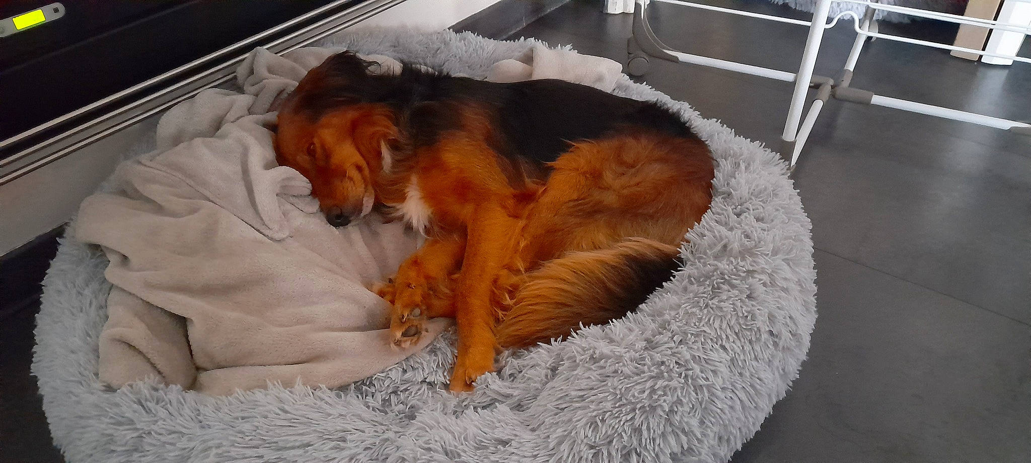 Lucky participe au concours pour gagner de l'argent avec cette photo : animal_shelter, canidae, carnivore, cavalier_king_charles_spaniel, comfort, companion_dog, dog, dog_bed, dog_breed, dog_supply, fawn, felidae, fur, liver, nap, pet_supply, snow, sporting_group, tail, whiskers