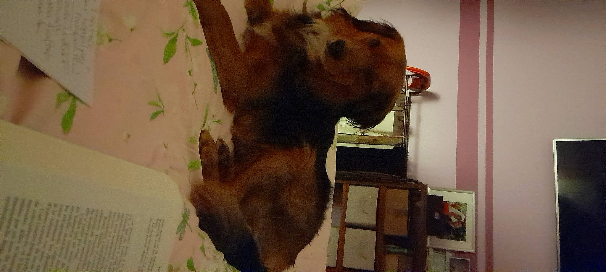 Lucky participe au concours pour gagner de l'argent avec cette photo : big_cats, canidae, carnivore, companion_dog, dog, dog_breed, fawn, felidae, fur, liver, paw, room, snout, sporting_group, stuffed_toy, tail, terrestrial_animal, toy, wood, working_animal