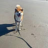 Minato participe au concours pour gagner de l'argent avec cette photo : dog, akita, beach, sand, leash, sunny, outdoor, sky, shadow, buildings, harness, canine, animal, smiling, pet, walking, daytime, playful, nature, vacation