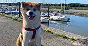 Minato a rejoint le concours — aidez-le/la à gagner de superbes lots ! dog, akita, canine, pet, sitting, harness, leash, walkway, marina, boats, sailboats, water, reflection, sky, outdoor, sunny, daytime, happy, tongue_out, nature