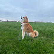 Minato a rejoint le concours — aidez-le/la à gagner de superbes lots ! dog, grass, field, leash, outdoor, sky, cloudy, canine, pet, animal, fur, collar, nature, green, landscape, sitting, curled_tail, quiet, peaceful, daytime