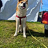 Minato a rejoint le concours — aidez-le/la à gagner de superbes lots ! dog, akita, red_harness, grass, outdoor, sunny, tent, vehicle, taillight, leash, blue_sky, pet, animal, sitting, fur, happy, daytime, nature, canine, portrait