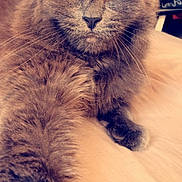 Moustache a rejoint le concours — aidez-le/la à gagner de superbes lots ! cat, gray_cat, fluffy, sunglasses, pet, animal, indoor, relaxed, stretching, yellow_eyes, fur, cute, portrait, closeup, resting, whiskers, paw, bed, cozy, fashion