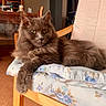 Moustache participe au concours pour gagner de l'argent avec cette photo : cat, gray_cat, fluffy_fur, indoor, wooden_chair, cushion, floral_pattern, relaxed, pet, feline, animal, domestic_cat, resting, fur, eye_contact, cozy, home, furniture, close_up, calm