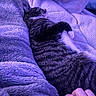 animal, blanket, cat, comfort, cozy, cute, domestic, feline, fur, hand, indoor, nap, petting, purple, relaxation, resting, sleeping, soft, stripes, tabby
