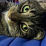 animal, blue_blanket, cat, close_up, cute, domestic_cat, ears, face, feline, fur, green_eyes, indoor, lying_down, nose, pet, portrait, relaxed, sleepy, tabby_cat, whiskers