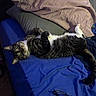 Luna joined the competition — help win amazing prizes! animal, bed, blue_bedspread, cat, cigarette_pack, cozy, curious, domestic, fur, glasses, home, indoor, lying_down, pet, pillow, relaxed, resting, sleepy, tabby, whiskers