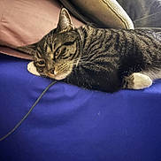 Luna joined the competition — help win amazing prizes! animal, blanket, blue_surface, cat, closeup, cozy, domestic, feline, fur, indoor, laying_down, pet, pillow, pink_pillow, relaxed, resting, sleepy, striped, tabby, whiskers