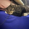 animal, blanket, blue_surface, cat, closeup, cozy, domestic, feline, fur, indoor, laying_down, pet, pillow, pink_pillow, relaxed, resting, sleepy, striped, tabby, whiskers