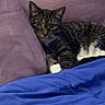 Luna joined the competition — help win amazing prizes! animal, blanket, blue, cat, comfort, cozy, cute, domestic, feline, fur, indoor, lying_down, mammal, pet, pillow, purple, relaxed, resting, tabby_cat, whiskers