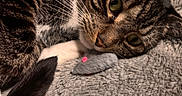 Luna is registered to the contest to win money with this photo: animal, blanket, cat, close_up, companion, cozy, cute, domestic_cat, feline, fur, green_eyes, indoor, pet, playful, resting, sleepy, soft_texture, tabby_cat, toy_mouse, whiskers