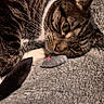 animal, blanket, cat, close_up, companion, cozy, cute, domestic_cat, feline, fur, green_eyes, indoor, pet, playful, resting, sleepy, soft_texture, tabby_cat, toy_mouse, whiskers