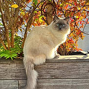 Ako a rejoint le concours — aidez-le/la à gagner de superbes lots ! animal, autumn_leaves, blue_eyes, cat, daylight, feline, fluffy, fur, nature, orange_leaves, outdoor, pet, plant, red_leaves, sitting, sunlight, tail, tree, wooden_ledge, yellow_leaves