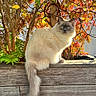 cat, fluffy, blue_eyes, wooden_ledge, autumn_leaves, orange_leaves, yellow_leaves, red_leaves, outdoor, nature, tree, plant, sunlight, pet, animal, feline, sitting, fur, tail, daylight