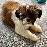 Bruce is registered to the contest to win money with this photo: puppy, dog, pet, brown, white, fur, carpet, indoor, toy, blue, cute, animal, small, laying, looking, playful, domestic, young, companion, adorable