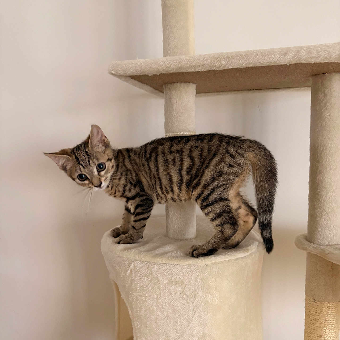 Riley a rejoint le concours — aidez-le/la à gagner de superbes lots ! kitten, cat, tabby, cat_tree, pet, animal, indoor, feline, curious, striped, young, playful, paws, whiskers, ears, tail, climbing, fur, looking, neutral_background