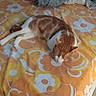 Gargamel participe au concours pour gagner de l'argent avec cette photo : cat, sleeping, orange_cat, white_cat, bed, blanket, floral_pattern, indoor, cozy, resting, feline, pet, animal, soft_texture, comfort, relaxation, fur, domestic, cute, warm_colors