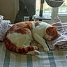 cat, sleeping, bed, striped_bedspread, towel, folded_towel, orange_and_white, indoor, window, cat_tree, furniture, resting, pet, cozy, domestic, home, relaxing, soft_light, quiet, comfortable