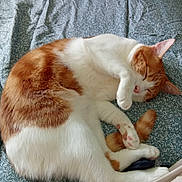 Gargamel participe au concours pour gagner de l'argent avec cette photo : cat, orange_and_white_cat, sleeping_cat, bed, bedspread, patterned_bedspread, paw, feline, pet, animal, cozy, indoor, resting, cute, domestic_cat, fur, whiskers, companion, two_cats, relaxation