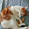 cat, orange_and_white_cat, sleeping_cat, bed, bedspread, patterned_bedspread, paw, feline, pet, animal, cozy, indoor, resting, cute, domestic_cat, fur, whiskers, companion, two_cats, relaxation