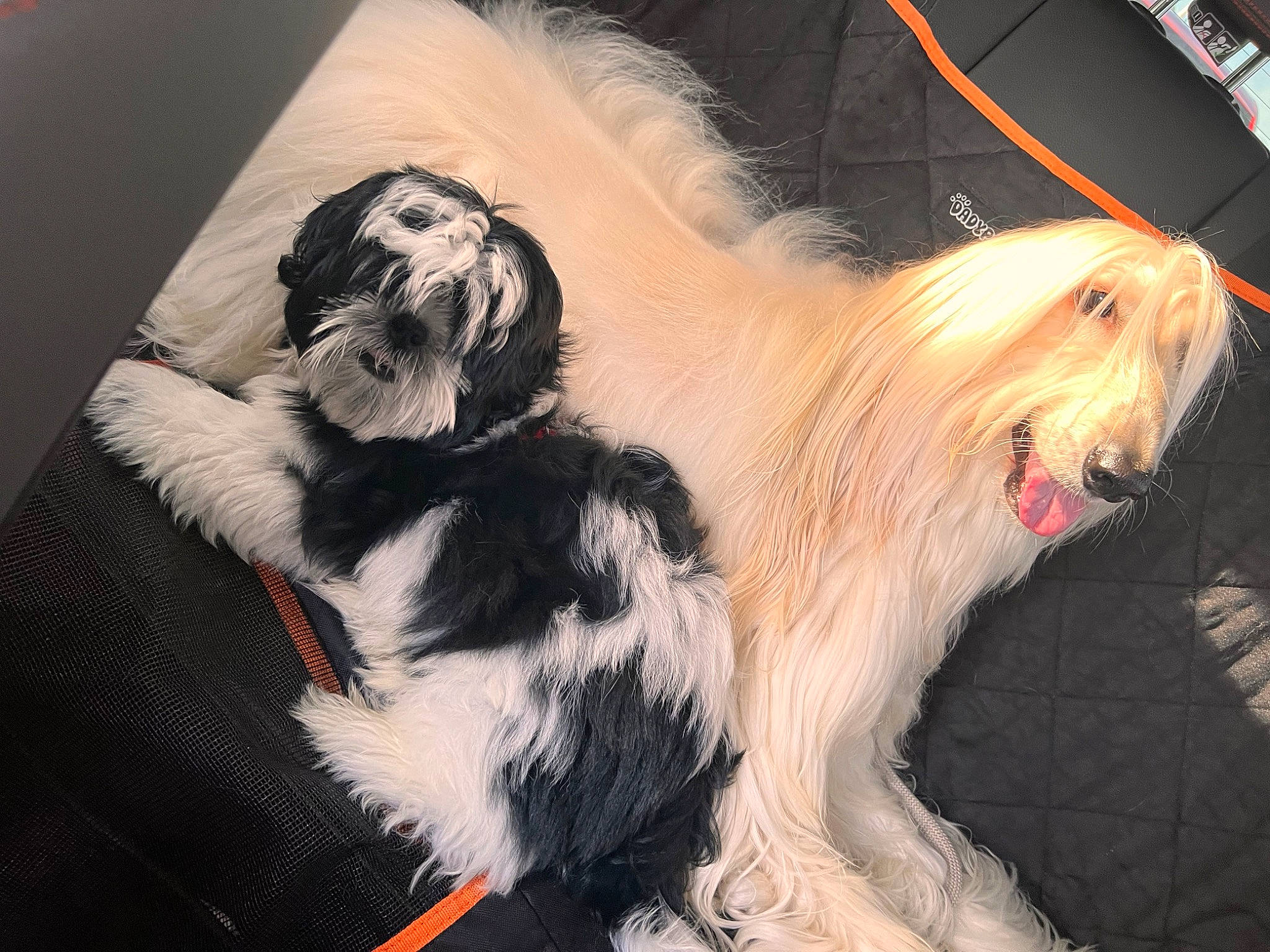 Newton participe au concours pour gagner de l'argent avec cette photo : canidae, carnivore, companion_dog, dog, dog_breed, dog_supply, fang, fur, liver, non_sporting_group, paw, small_terrier, tail, terrier, toy_dog, working_animal