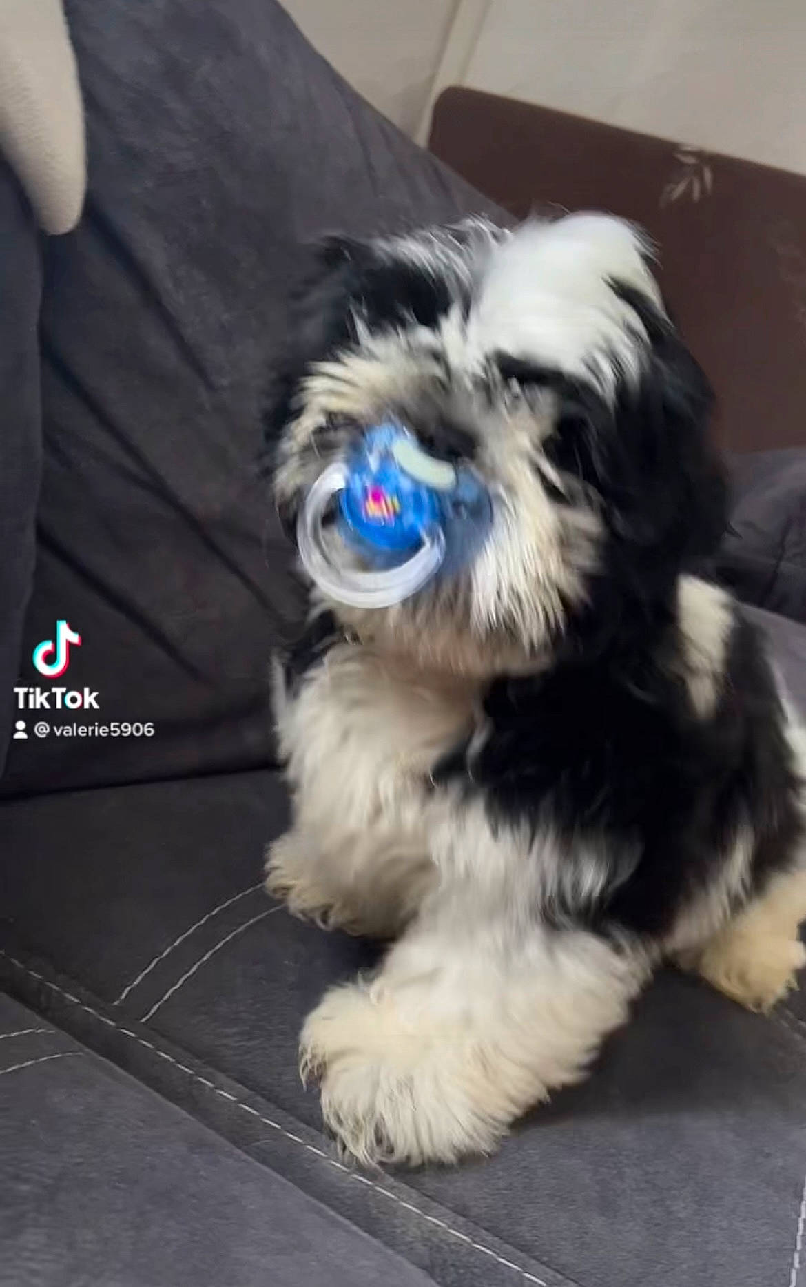 Tango participe au concours pour gagner de l'argent avec cette photo : canidae, carnivore, companion_dog, dog, dog_breed, dog_supply, electric_blue, fur, head, liver, mal_shi, maltepoo, shih_poo, shih_tzu, small_terrier, snout, sporting_group, terrier, toy_dog, working_animal