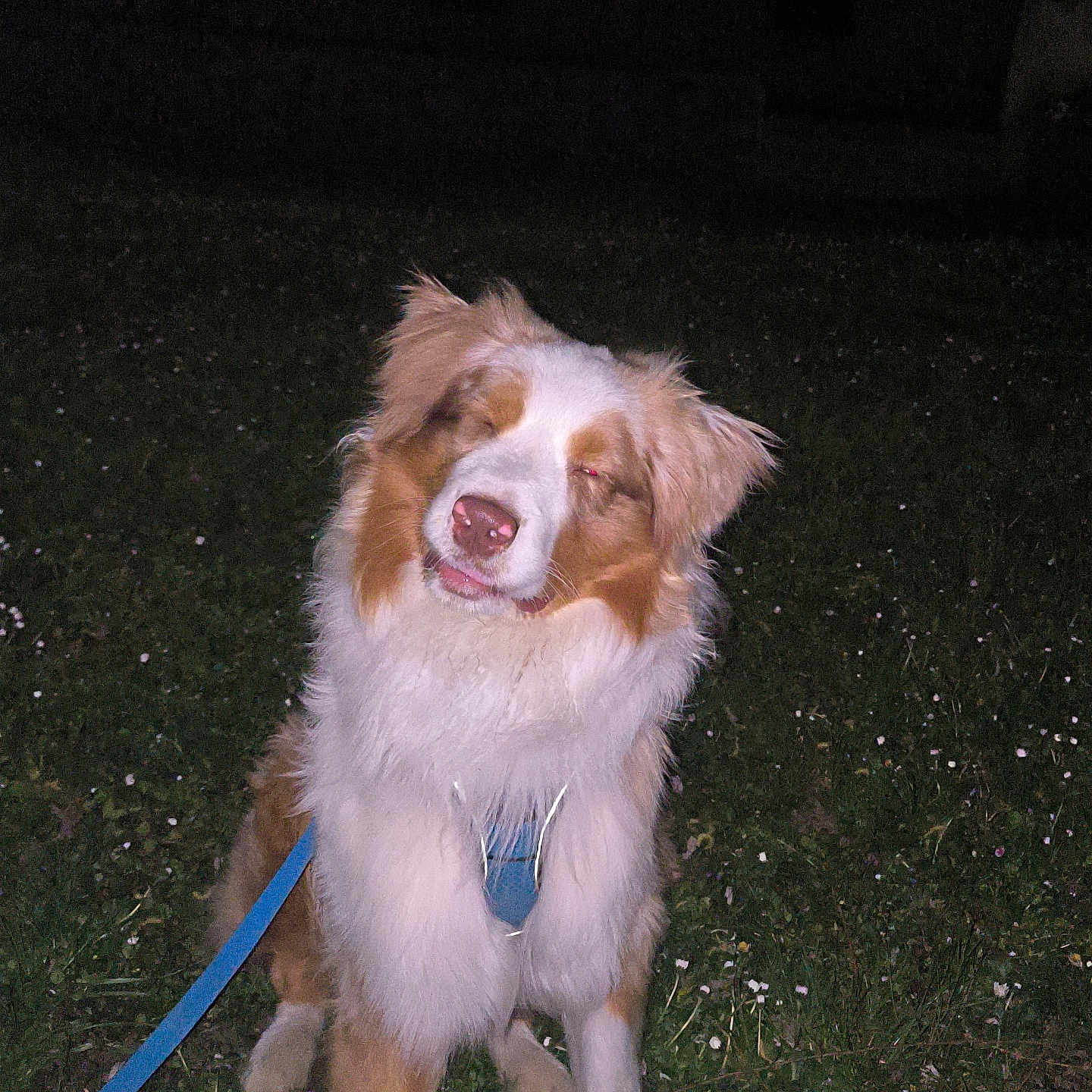 Robin a rejoint le concours — aidez-le/la à gagner de superbes lots ! animal, blurry_background, canine, cute, dog, domestic_animal, eyes_closed, flash, friendly, fur, grass, harness, leash, muzzle, nature, night, outdoor, pet, portrait, sitting