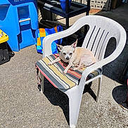 Vicki is registered to the contest to win money with this photo: dog, small_dog, chair, plastic_chair, cushion, striped_cushion, outdoor, sunlight, concrete, recycling_bin, blue_bin, shelving_unit, pet, animal, relaxing, daylight, shadow, backyard, domestic_animal, resting
