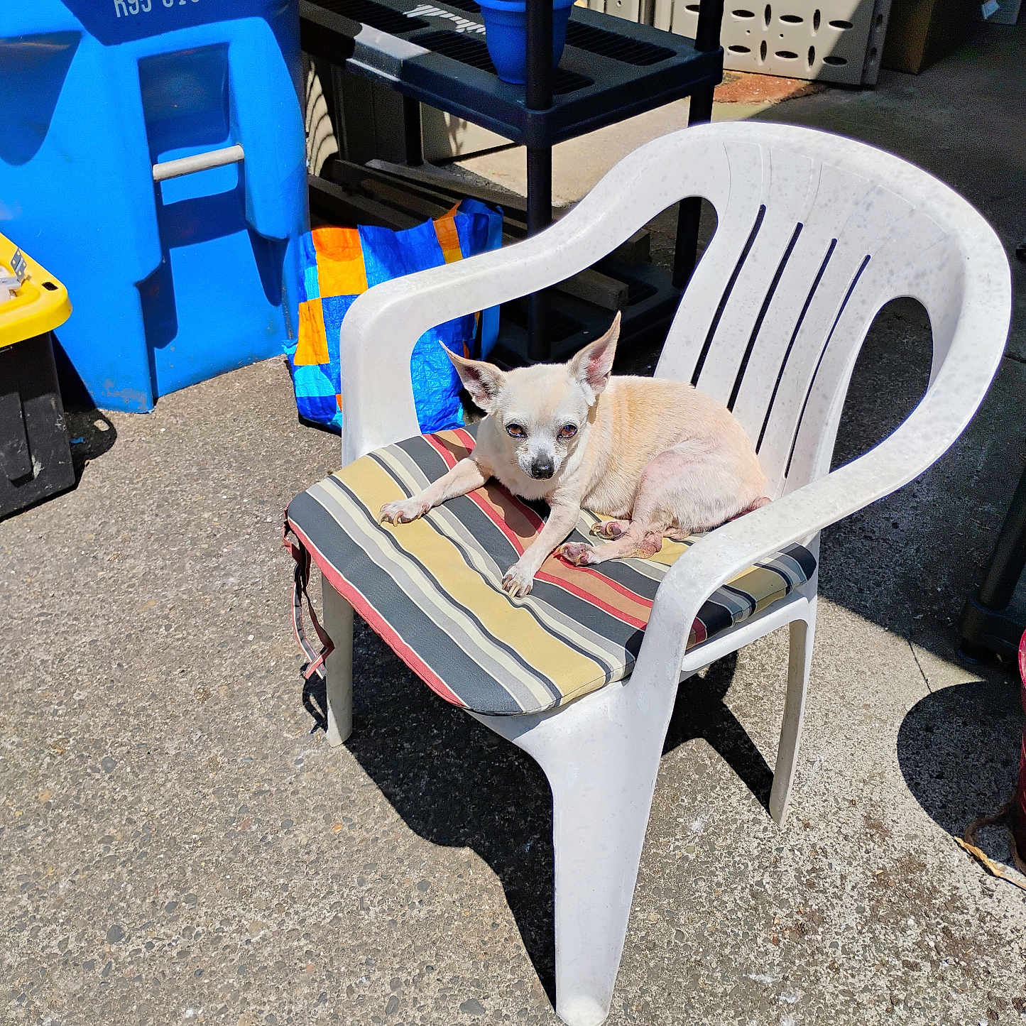 Vicki is registered to the contest to win money with this photo: animal, backyard, blue_bin, chair, concrete, cushion, daylight, dog, domestic_animal, outdoor, pet, plastic_chair, recycling_bin, relaxing, resting, shadow, shelving_unit, small_dog, striped_cushion, sunlight