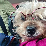 Snowbird a rejoint le concours — aidez-le/la à gagner de superbes lots ! accessories, animal, backpack, bag, canine, clothing, coat, dog, face, glasses, handbag, head, jacket, person, pet, photography, portrait, puppy, purple, sunglasses