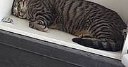Symba participe au concours pour gagner de l'argent avec cette photo : cat, tabby, sleeping, cabinet, indoor, feline, resting, striped, pet, cozy, quiet, fur, animal, napping, household, relaxing, cute, peaceful, tabby_cat, domestic_cat