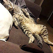 Symba participe au concours pour gagner de l'argent avec cette photo : cat, tabby_cat, couch, indoor, relaxed, sleeping, furniture, pillow, jacket, brown, pet, animal, cozy, resting, domestic, living_room, fur, whiskers, cute, lazy