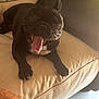 black_dog, french_bulldog, yawning, dog, pet, couch, leather, beige, blanket, indoor, floor, relaxed, sleepy, animal, paw, snout, tongue, furniture, cozy, home