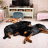 Timmaria Ubyraoul a rejoint le concours — aidez-le/la à gagner de superbes lots ! dog, black_dog, living_room, wooden_floor, couch, blanket, pillow, toys, basket, tv, speaker, floral_wallpaper, side_table, flowers, pink_blanket, pet_bed, relaxed, indoor, home, resting