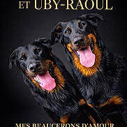Timmaria Ubyraoul participe au concours pour gagner de l'argent avec cette photo : dog, beauceron, black_background, tongue_out, happy, pet, animal, portrait, studio_photo, two_dogs, canine, smiling, friendly, domestic_animal, fur, black_and_tan, muzzle, ears, eyes, companions