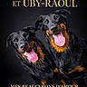 dog, beauceron, black_background, tongue_out, happy, pet, animal, portrait, studio_photo, two_dogs, canine, smiling, friendly, domestic_animal, fur, black_and_tan, muzzle, ears, eyes, companions