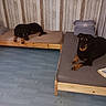 dog, bed, pillow, book, wooden_wall, flooring, indoor, pet, animal, resting, black_dog, tan_markings, two_dogs, furniture, room, sleep, cozy, relaxed, household, companion