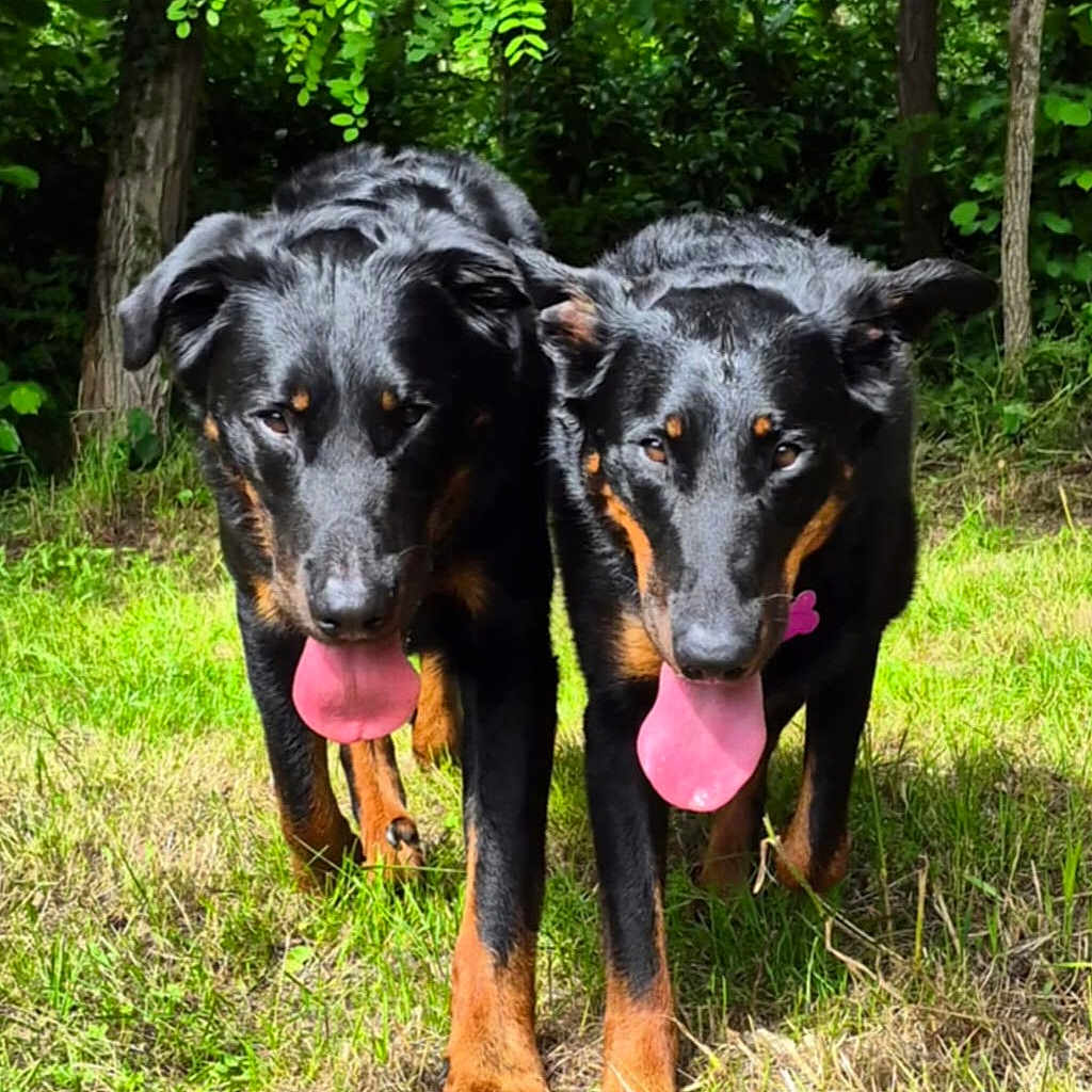 Timmaria Ubyraoul a rejoint le concours — aidez-le/la à gagner de superbes lots ! dog, black_dog, tan_markings, two_dogs, outdoor, grass, greenery, trees, tongue_out, pets, canine, nature, sunlight, playing, companions, animal, mammal, summer, park, walk