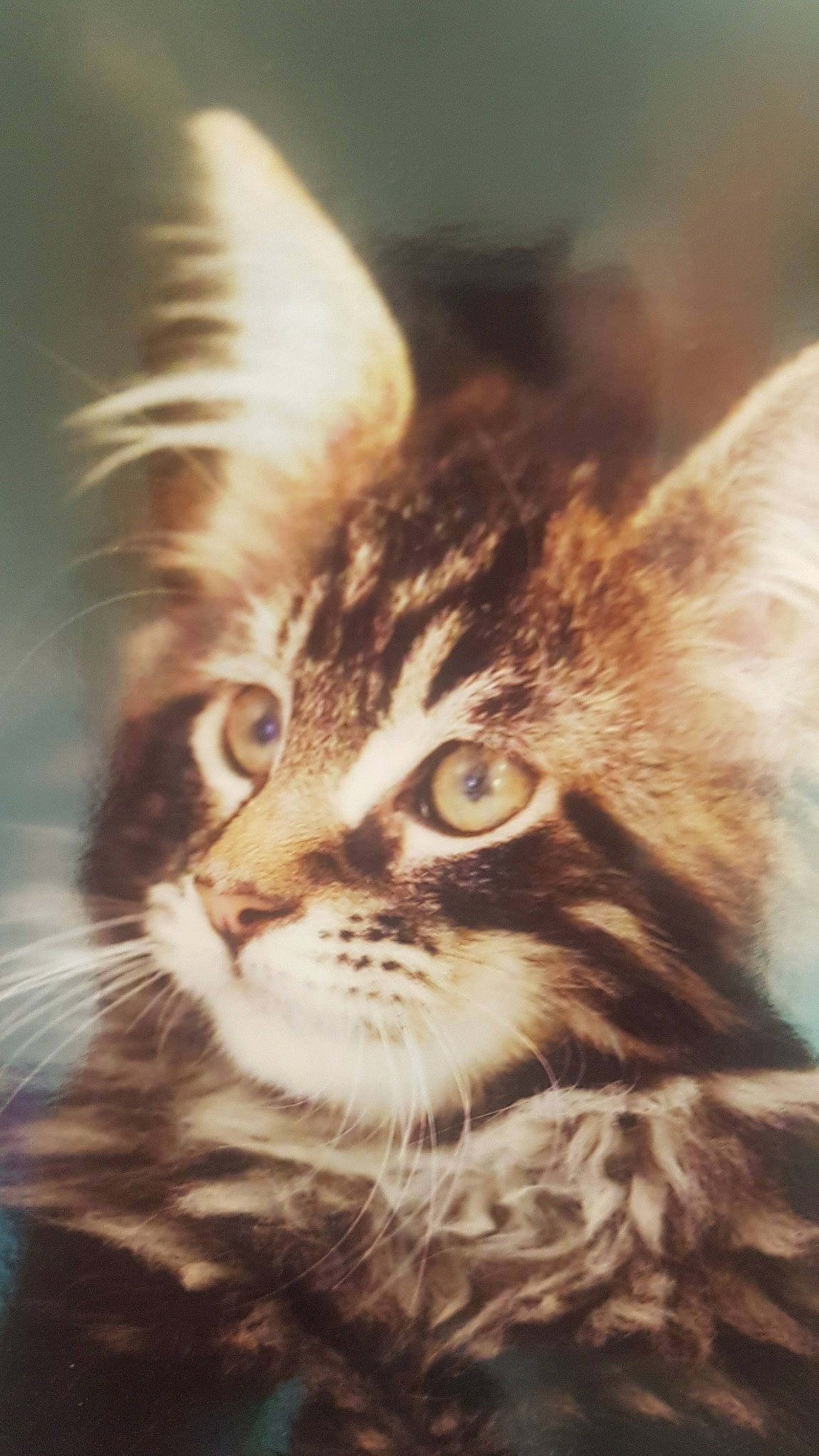 Lol participe au concours pour gagner de l'argent avec cette photo : american_wirehair, asian, carnivore, cat, domestic_short_haired_cat, dragon_li, european_shorthair, felidae, fur, kitten, maine_coon, mammal, norwegian_forest_cat, siberian, small_to_medium_sized_cats, snout, tabby_cat, whiskers, wild_cat