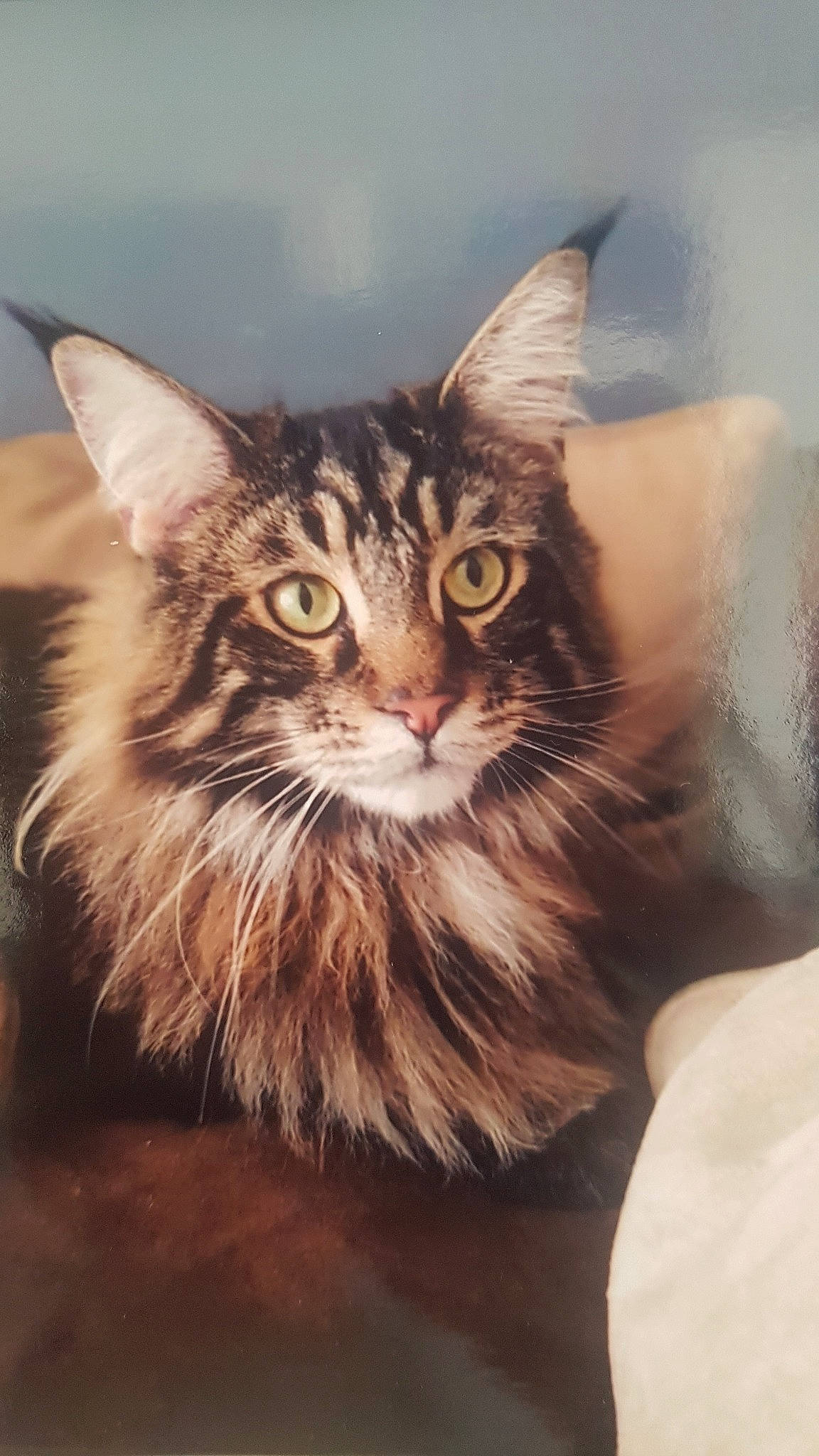 Lol participe au concours pour gagner de l'argent avec cette photo : asian, carnivore, cat, domestic_long_haired_cat, domestic_short_haired_cat, felidae, kitten, maine_coon, mammal, norwegian_forest_cat, small_to_medium_sized_cats, tabby_cat, vertebrate, whiskers