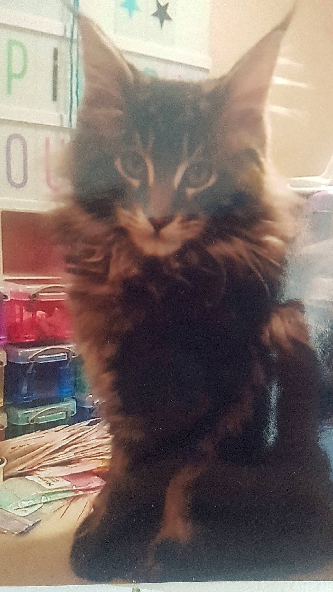 Lol participe au concours pour gagner de l'argent avec cette photo : asian, carnivore, cat, domestic_long_haired_cat, domestic_short_haired_cat, felidae, fur, kitten, long_hair, maine_coon, norwegian_forest_cat, polydactyl_cat, sky, small_to_medium_sized_cats, snout, tabby_cat, whiskers