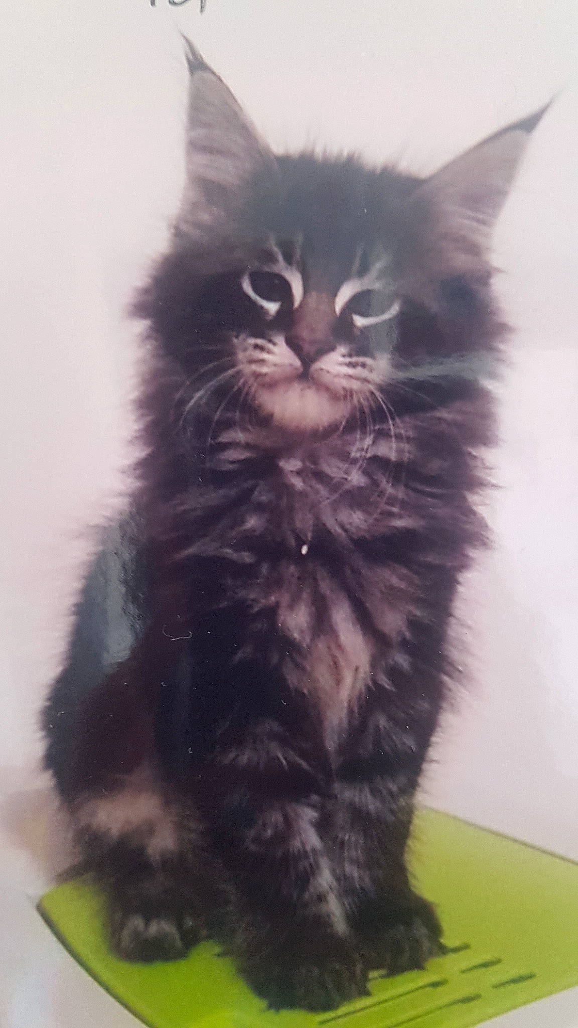 Lol participe au concours pour gagner de l'argent avec cette photo : asian, asian_semi_longhair, black_cat, british_longhair, british_semi_longhair, carnivore, cat, cymric, domestic_long_haired_cat, domestic_short_haired_cat, felidae, kitten, maine_coon, mammal, napoleon_cat, norwegian_forest_cat, ragamuffin, small_to_medium_sized_cats, vertebrate, whiskers