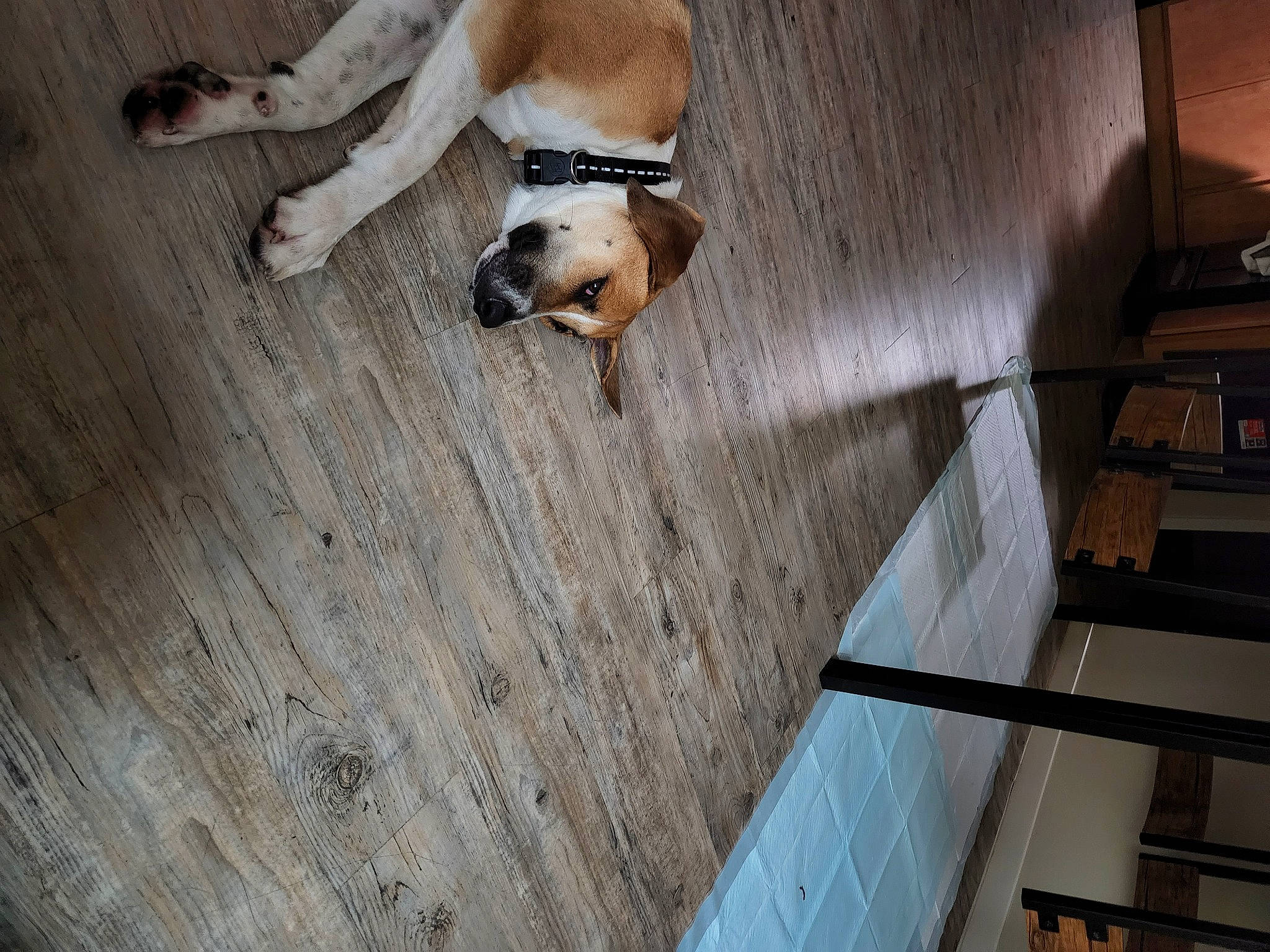 Jewel joined the competition — help win amazing prizes! building, carnivore, comfort, companion_dog, composite_material, dog, dog_breed, fawn, floor, flooring, hardwood, house, laminate_flooring, plywood, sporting_group, stairs, tail, wood, wood_flooring, wood_stain