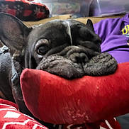 Tucker is registered to the contest to win money with this photo: dog, black_dog, plush_toy, red_toy, blanket, wrinkles, pet, indoor, cozy, close_up, playful, animal, canine, furniture, person, purple_clothing, fabric, resting, domestic, cute