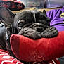 dog, black_dog, plush_toy, red_toy, blanket, wrinkles, pet, indoor, cozy, close_up, playful, animal, canine, furniture, person, purple_clothing, fabric, resting, domestic, cute